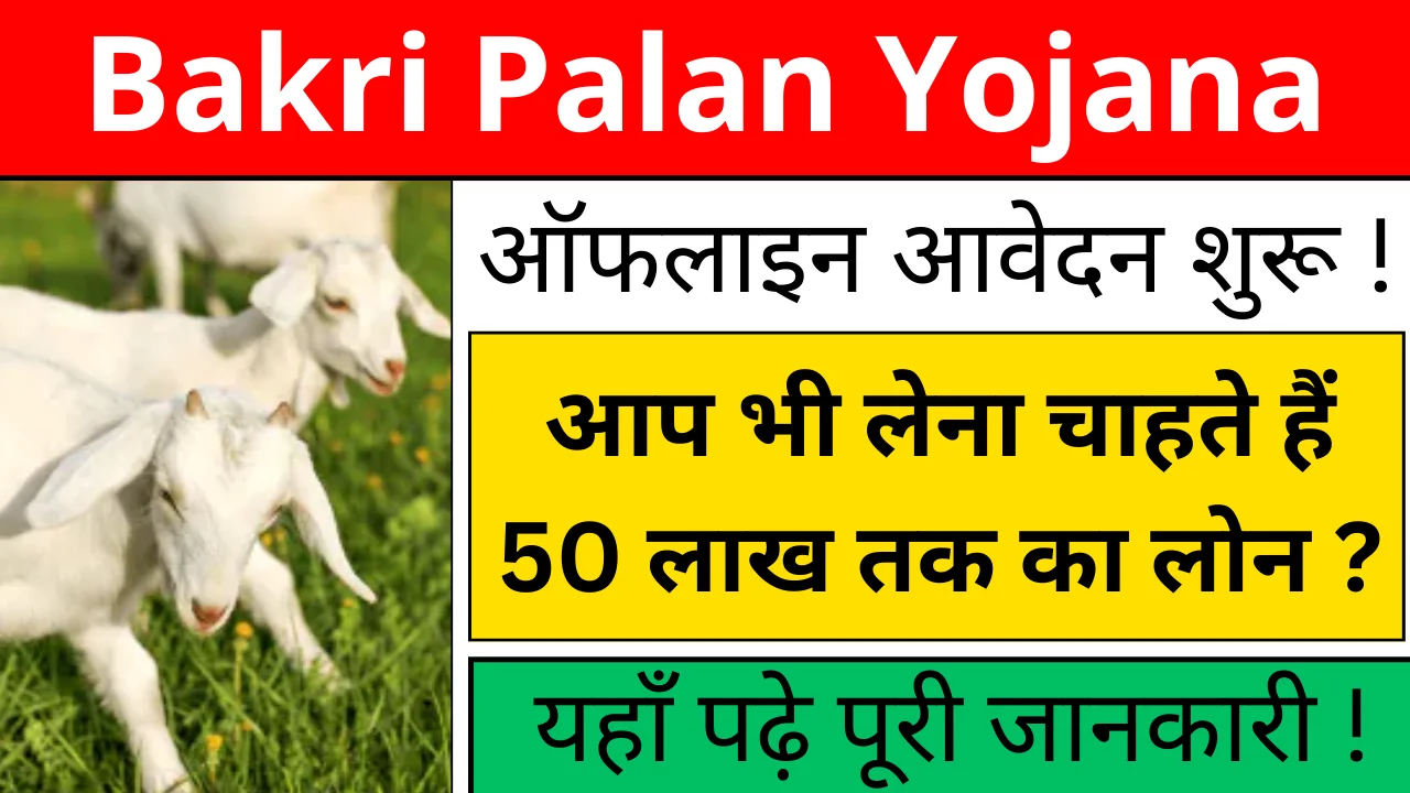 Bakri Palan Yojana 2024: बकरी पालन करने के लिए सरकार दे रही 50 लाख रुपए तक का लोन !